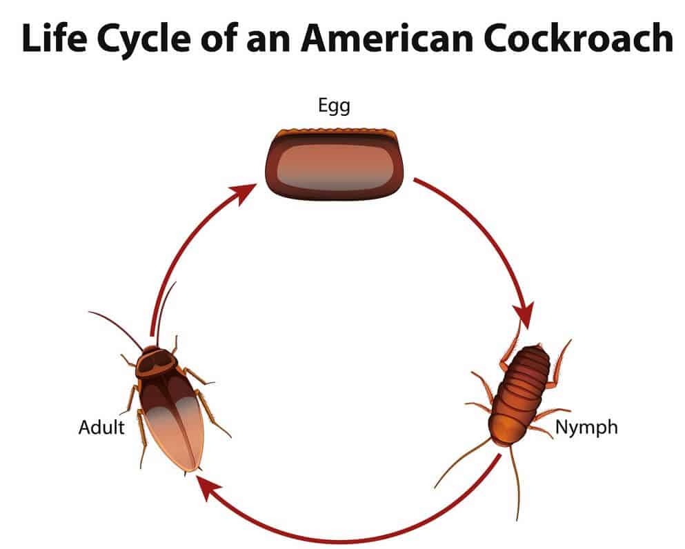 How to Prevent cockroach Re-infestation