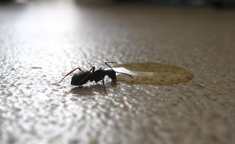 How to Get Rid of Ants on Kitchen Counter
